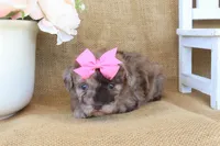 Gracie, a female Poodle - Toy  for sale in Conway, AR – Photo 4 of 6