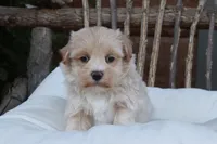 Xavier, a male Maltipoo for sale in Conway, AR – 3 of 8