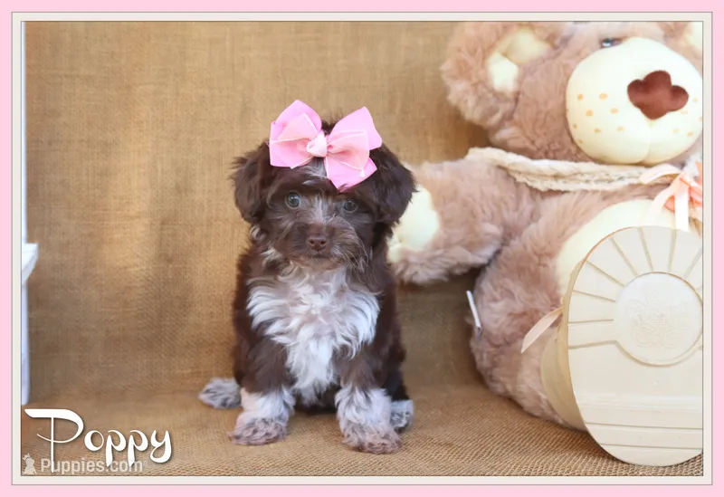 Poppy – Yorkipoo puppy for sale in Conway, AR