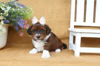 Harlow, a female Havanese for sale in Conway, AR – 4 of 6