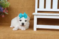 Aurora, a female Bichon Frise for sale in Conway, AR – 2 of 7
