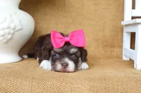 Willow, a female Havanese for sale in Conway, AR – 2 of 4