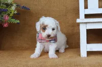 Owen, a male Poodle - Miniature  for sale in Conway, AR – 5 of 6