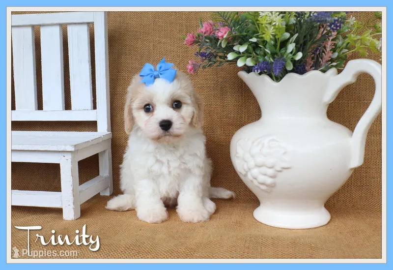 Trinity – Cavachon puppy for sale in Conway, AR