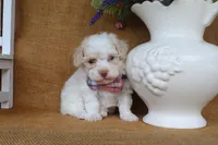 Dakota, a male Poodle - Toy  for sale in Conway, AR – 3 of 4