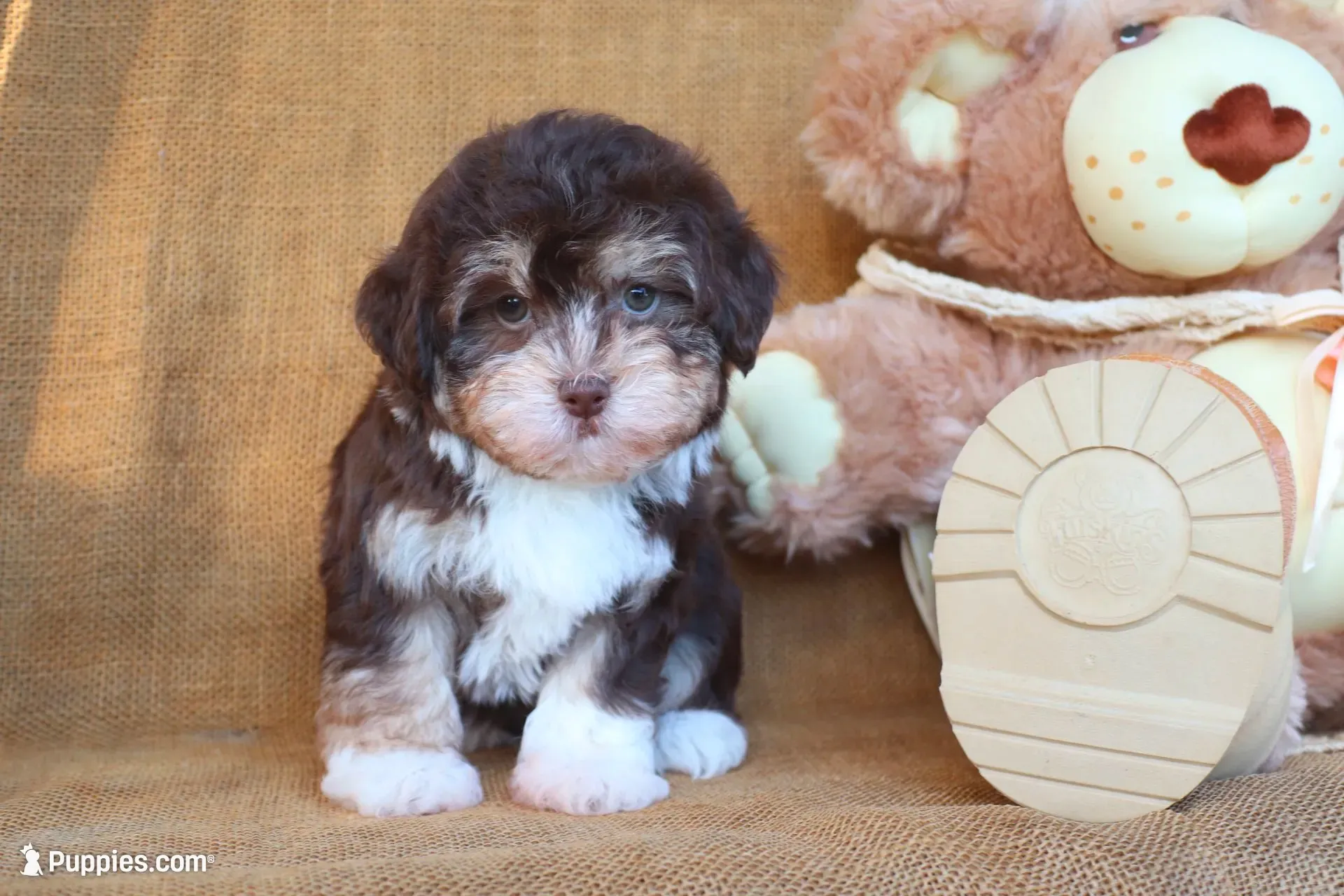 Kylie, a female Havanese for sale in Conway, AR – 2 of 7
