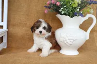 Ivy, a female Cavapoo for sale in Conway, AR – 2 of 5