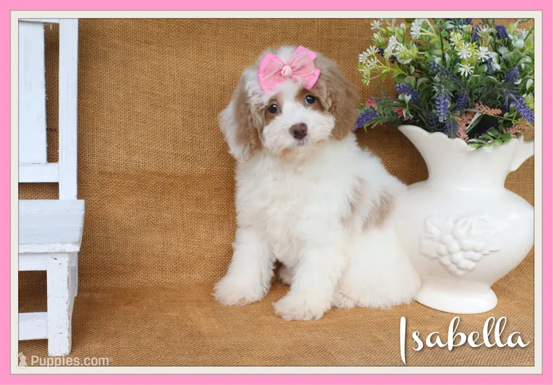 Isabella – Cavapoo puppy for sale in Conway, AR