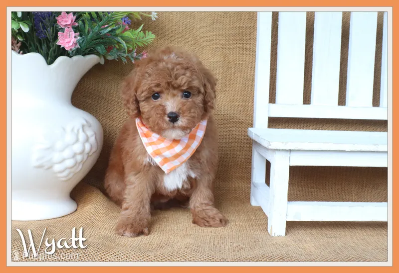 Wyatt – Poodle - Toy  puppy for sale in Conway, AR