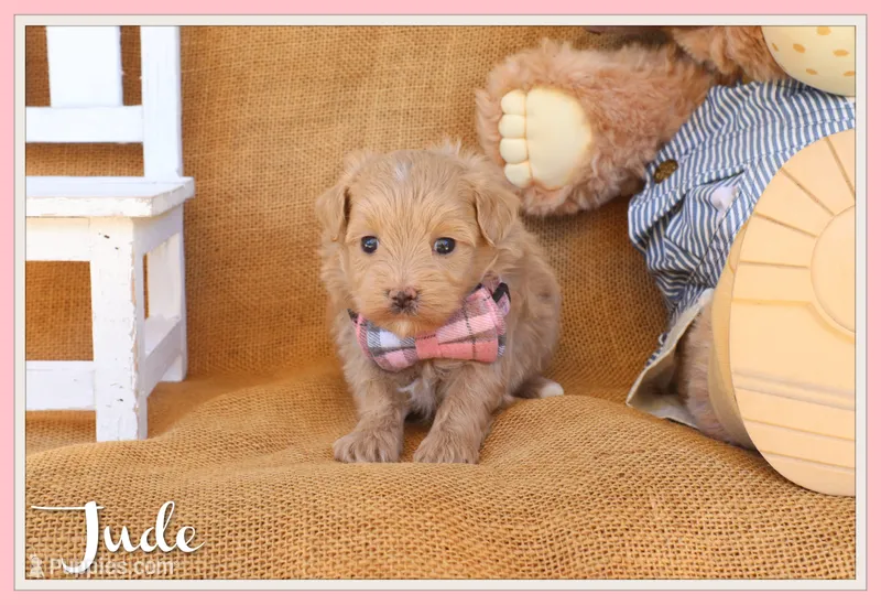 Jude – Maltipoo puppy for sale in Conway, AR
