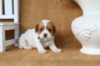 Lincoln, a male Cavapoo for sale in Conway, AR – 2 of 4