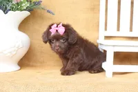 Lily, a female Yorkipoo for sale in Conway, AR – 2 of 5