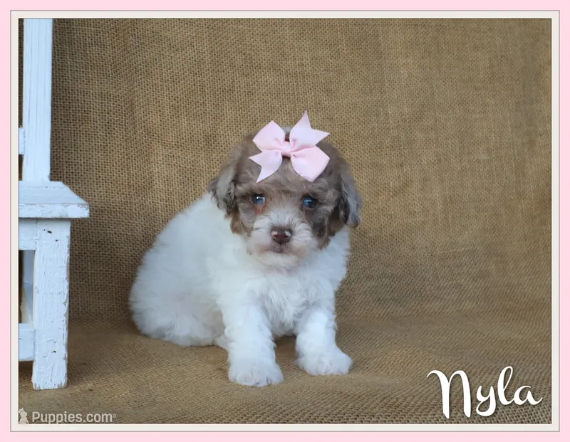Nyla – Poodle - Toy  puppy for sale in Conway, AR
