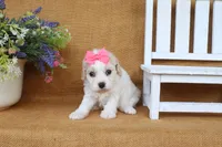 Trinity, a female Cavachon for sale in Conway, AR – 4 of 6