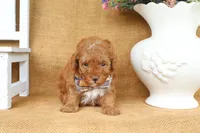 Franklin, a male Poodle - Toy  for sale in Conway, AR – 3 of 5