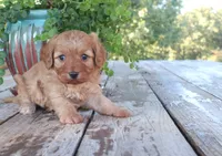 Calvin, a male Cavapoo for sale in Conway, AR – 7 of 7