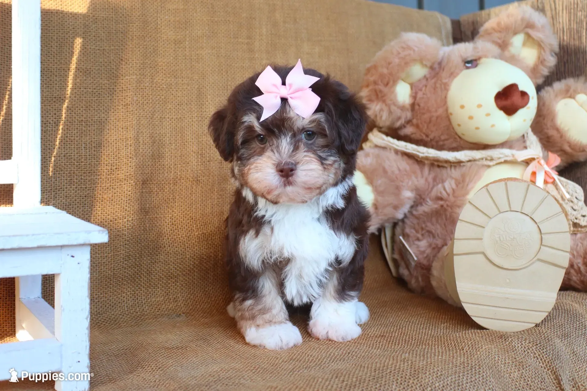 Kylie, a female Havanese for sale in Conway, AR – 3 of 7