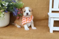 Hunter, a male Havanese for sale in Conway, AR – 6 of 7