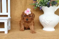 Brooklyn, a female Cavapoo for sale in Conway, AR – 5 of 5