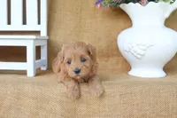 Mabel, a female Maltipoo for sale in Conway, AR – 2 of 4