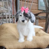 Demi, a female Cavapoo for sale in Conway, AR – Photo 8 of 8