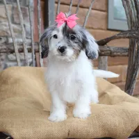 Demi, a female Cavapoo for sale in Conway, AR – Photo 7 of 8