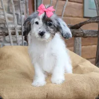 Demi, a female Cavapoo for sale in Conway, AR – Photo 4 of 8