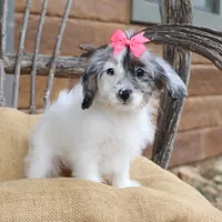 Demi, a female Cavapoo for sale in Conway, AR – Photo 5 of 8