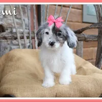 Demi, a female Cavapoo for sale in Conway, AR – Photo 1 of 8