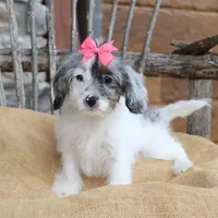 Demi, a female Cavapoo for sale in Conway, AR – Photo 3 of 8