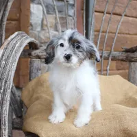 Demi, a female Cavapoo for sale in Conway, AR – Photo 6 of 8