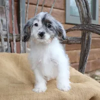 Demi, a female Cavapoo for sale in Conway, AR – Photo 2 of 8
