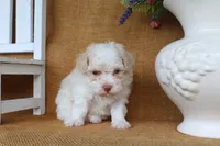 Dakota, a male Poodle - Toy  for sale in Conway, AR – 2 of 4