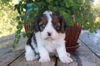 Allie, a female Cavapoo for sale in Conway, AR – 4 of 4