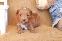 Jackson, a male Maltipoo for sale in Conway, AR – 2 of 4