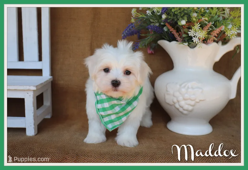 Maddox – Maltese puppy for sale in Conway, AR
