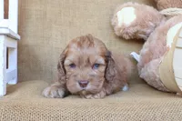 Cleo, a female Cockapoo for sale in Conway, AR – 3 of 4