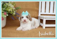 Isabella, a female Cavapoo for sale in Conway, AR – 1 of 5