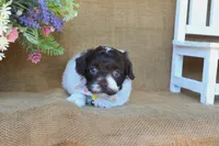 Otis, a male Cavapoo for sale in Conway, AR – 2 of 5