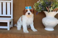 Blair, a female Cavapoo for sale in Conway, AR – 3 of 5