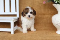 Ivy, a female Cavapoo for sale in Conway, AR – 3 of 5