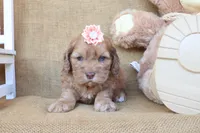 Cleo, a female Cockapoo for sale in Conway, AR – 4 of 4