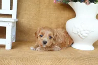 Maisie, a female Maltipoo for sale in Conway, AR – 4 of 4