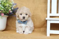 Joseph, a male Poochon for sale in Conway, AR – 2 of 5