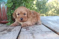 Cash, a male Cavapoo for sale in Conway, AR – 4 of 7
