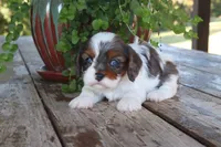 Alex, a male Cavapoo for sale in Conway, AR – 5 of 5