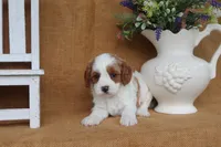Blair, a female Cavapoo for sale in Conway, AR – 2 of 4