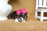 Willow, a female Havanese for sale in Conway, AR – 4 of 4