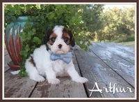 Arthur, a male Cavapoo for sale in Conway, AR – 1 of 4