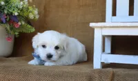 Mason, a male Maltese for sale in Conway, AR – 4 of 6